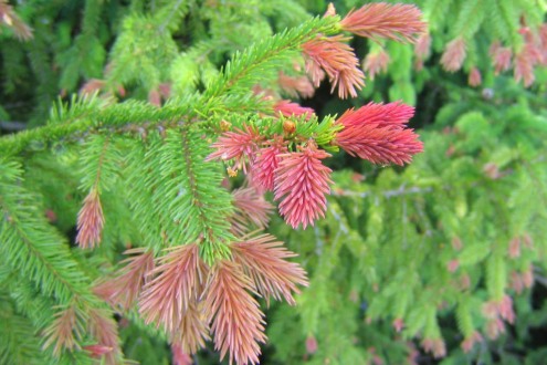 Smultrongran, Picea abies, har röda skott