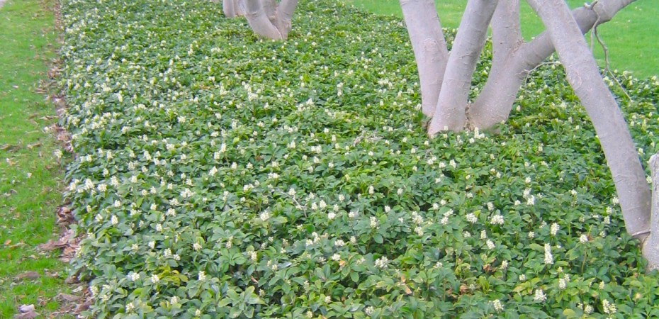 Skuggröna har vita blommor